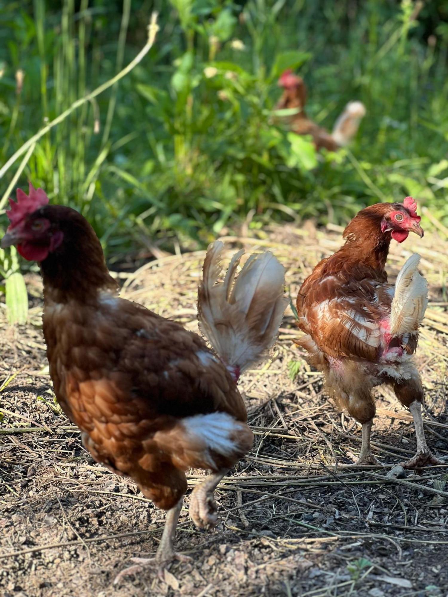 Le Domaine De La Vergnolle Roches  Zewnętrze zdjęcie